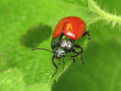 Chrysolina lutea