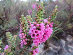 Erica abietina constantiana