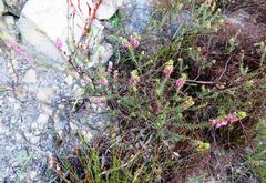 Erica abietina constantiana