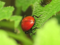 Chrysolina lutea