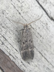 Neodactylota liguritrix