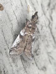 Amyelois transitella