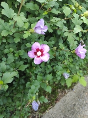 Hibiscus syriacus