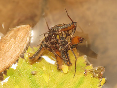Plesiovelia