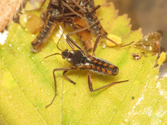 Plesiovelia