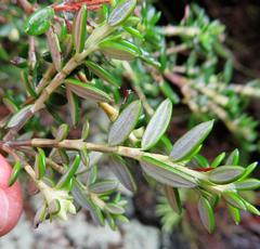 Erica petiolaris