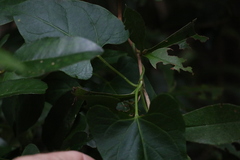 Vincetoxicum woollsii