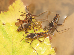 Plesiovelia