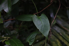 Vincetoxicum woollsii