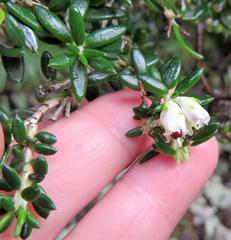 Erica petiolaris
