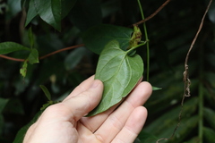 Vincetoxicum woollsii