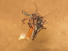 Plesiovelia