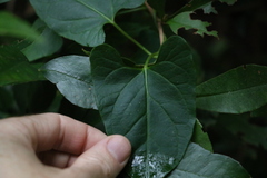 Vincetoxicum woollsii