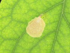 Macrosaccus robiniella