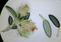 Erica petiolaris