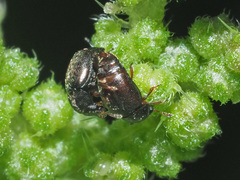 Brachypterus urticae