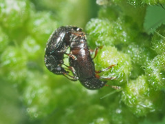 Brachypterus urticae