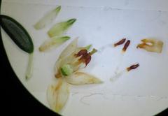 Erica petiolaris