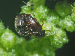 Brachypterus urticae