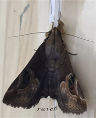 Ommatophora luminosa