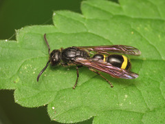 Discoelius zonalis
