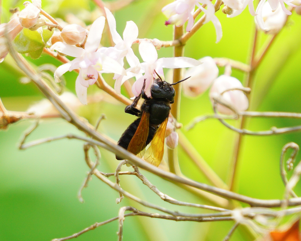 Orange-winged Resin Bee