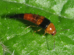Tachyporus obtusus