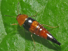 Tachyporus obtusus