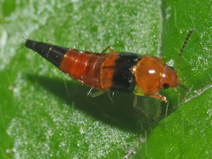 Tachyporus obtusus