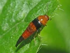 Tachyporus obtusus