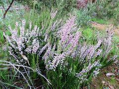Erica paniculata