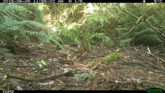 Pachycephala olivacea