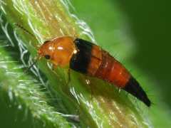Tachyporus obtusus