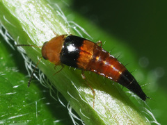Tachyporus obtusus