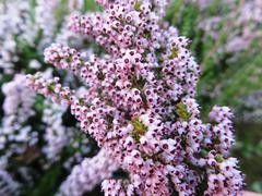 Erica paniculata