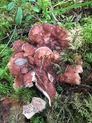 Hydnellum lundellii