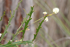 Acacia alata