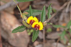 Bossiaea ornata