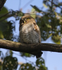 Glaucidium radiatum