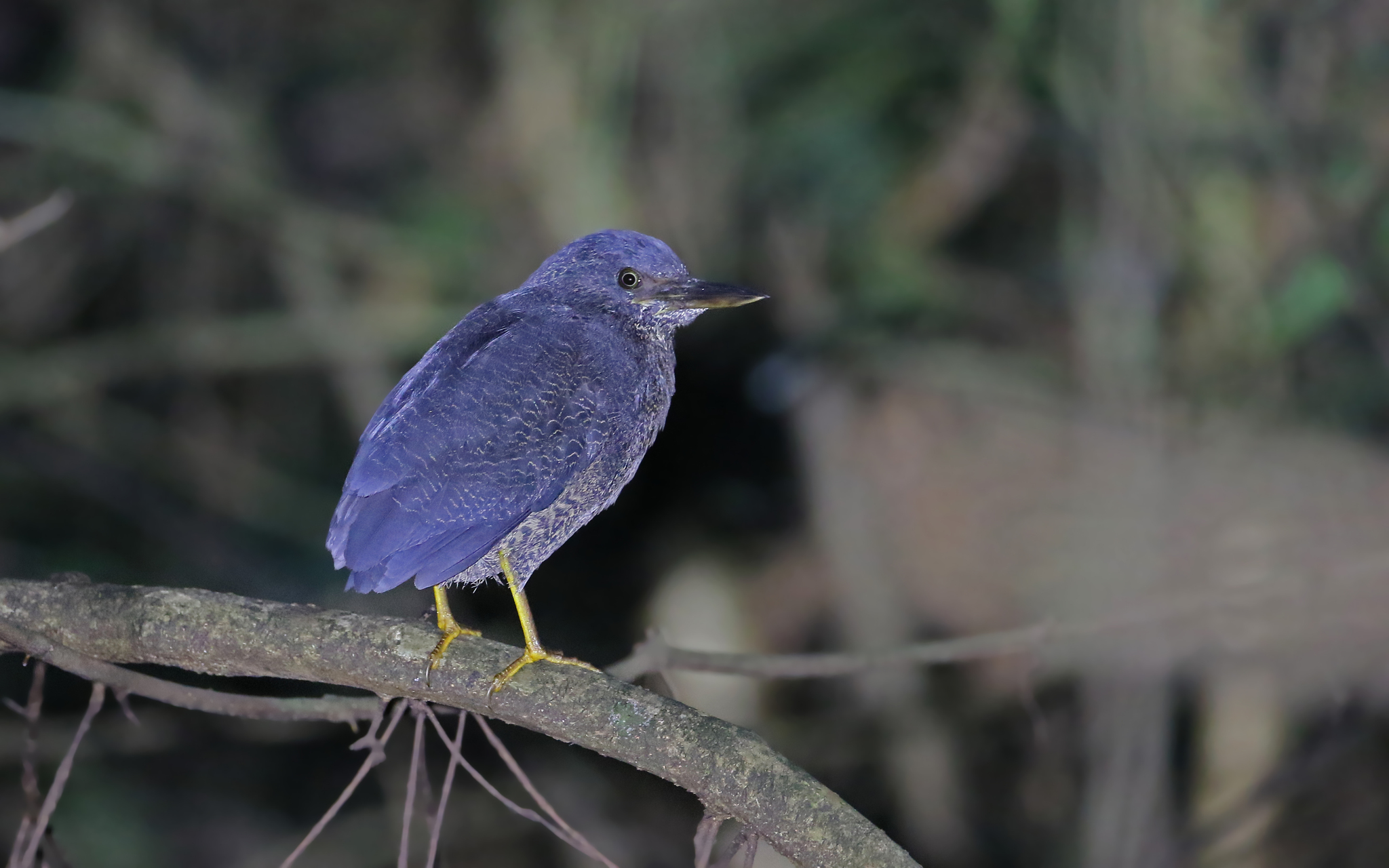 Zigzag Heron (Zebrilus undulatus), photo 3