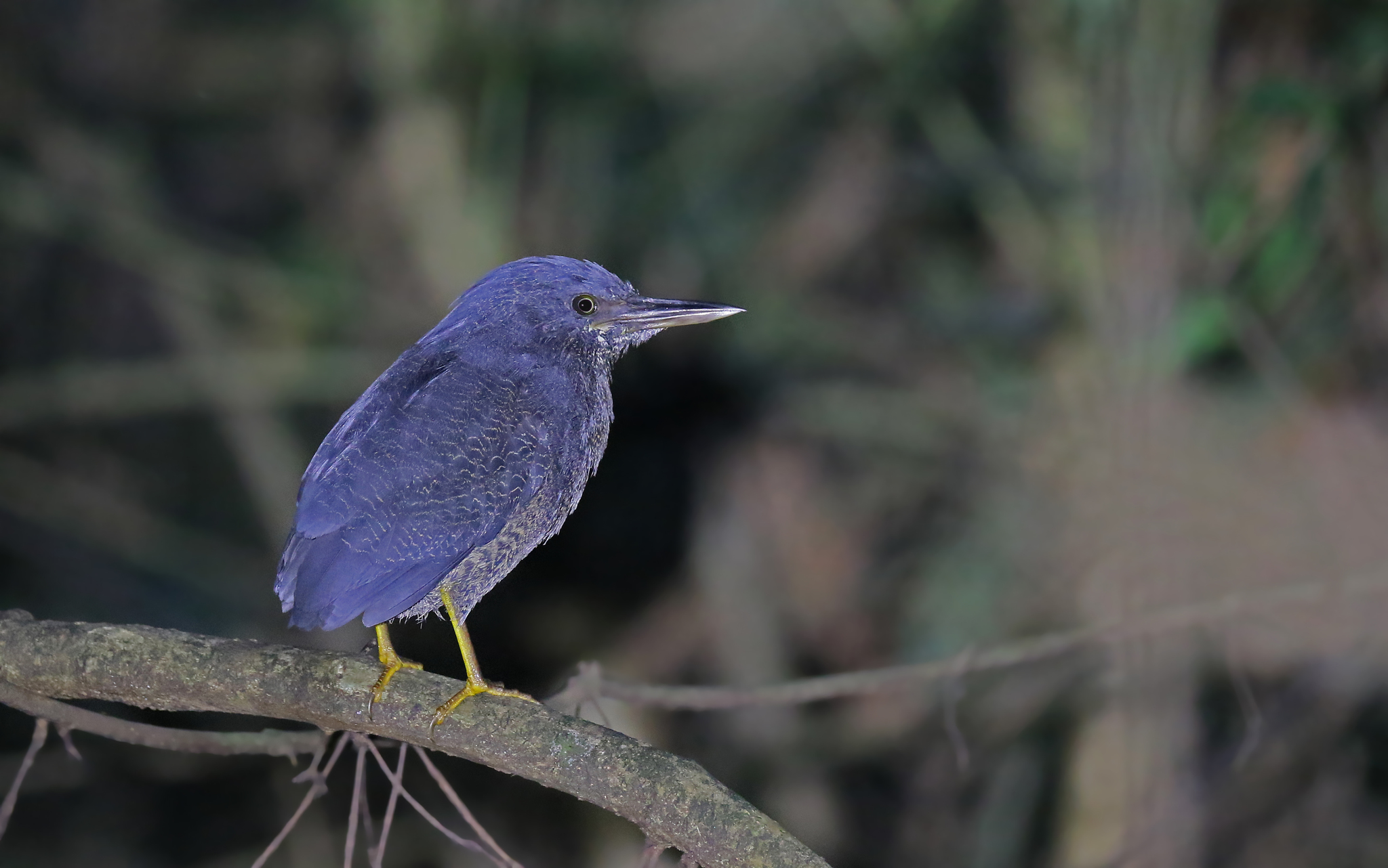 Zigzag Heron (Zebrilus undulatus), photo 4