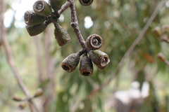 Eucalyptus wandoo