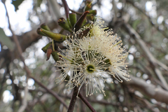 Eucalyptus wandoo