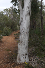 Eucalyptus wandoo