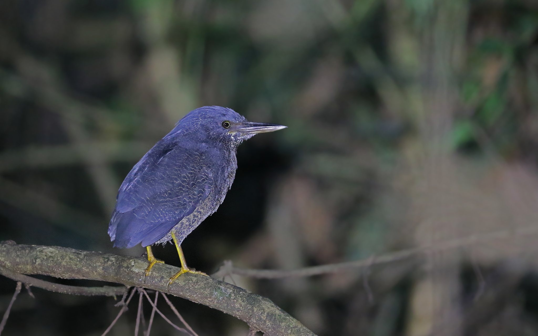 Zigzag Heron (Zebrilus undulatus), photo 5