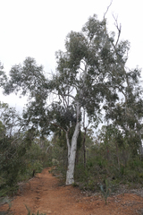 Eucalyptus wandoo