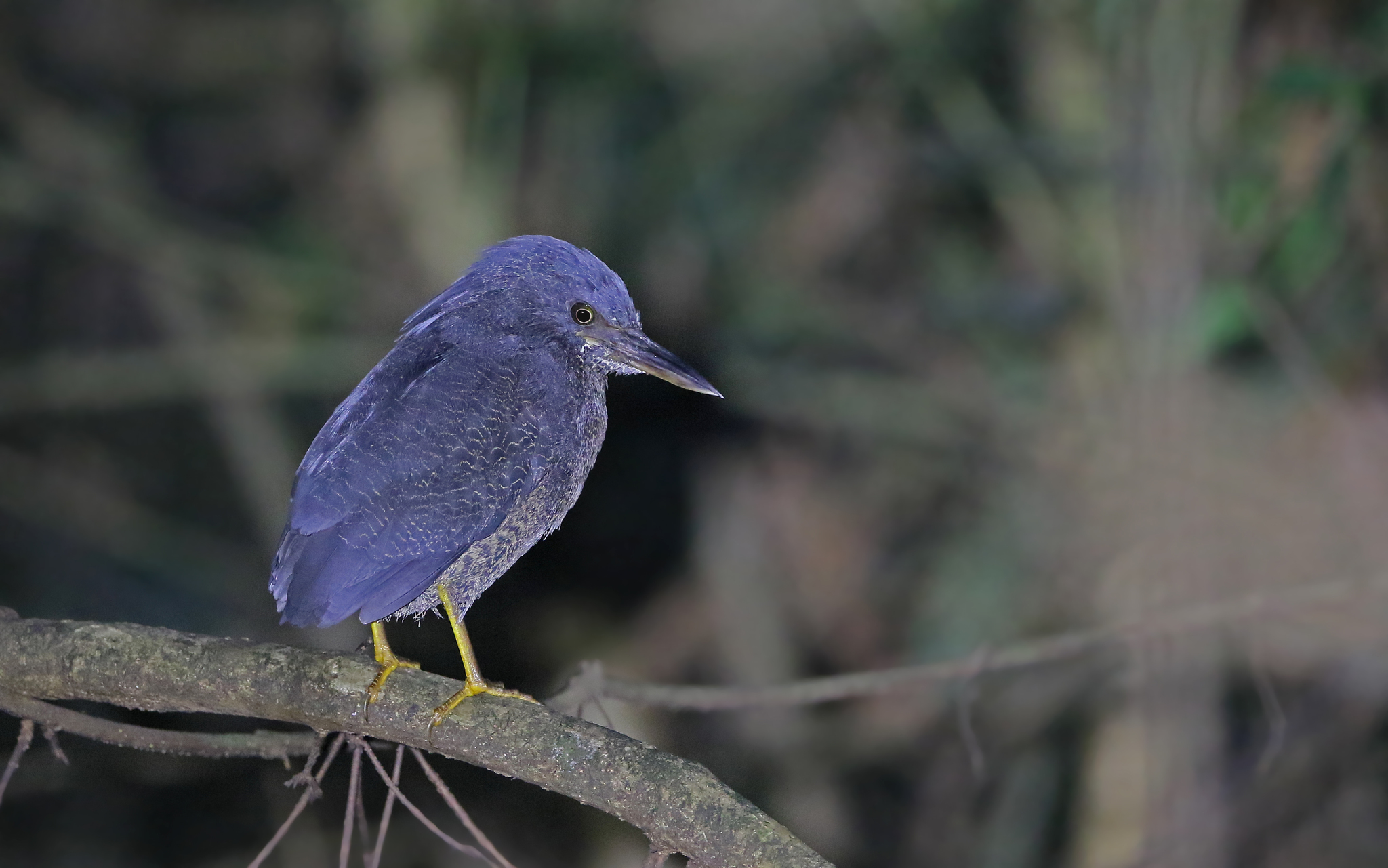 Zigzag Heron (Zebrilus undulatus), photo 6
