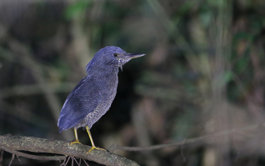 Zigzag Heron (Zebrilus undulatus) photo