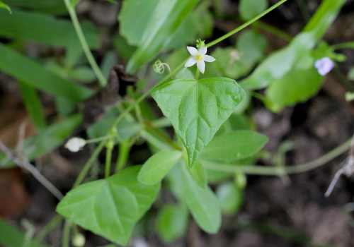Image of Zehneria japonica by no rights reserved