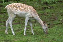Dama